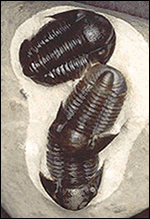 Click Here for the Trilobite Photo Gallery